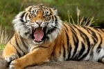 Tigre