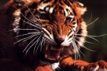Tigre